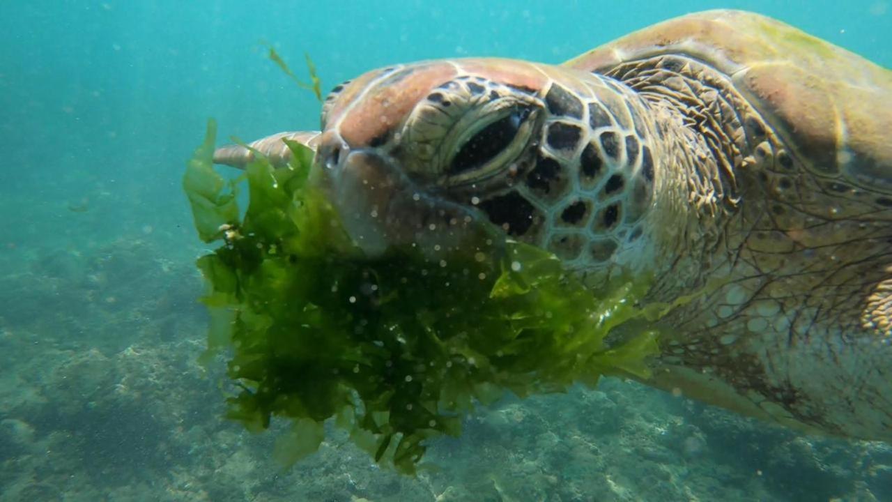 Turtle Beach House Batigama Dış mekan fotoğraf