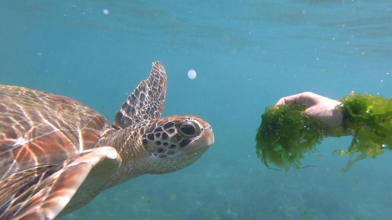 Turtle Beach House Batigama Dış mekan fotoğraf
